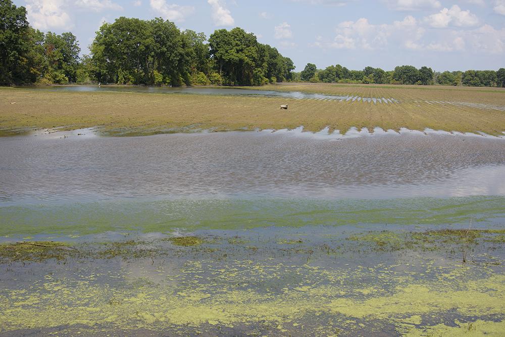 A flooded field in the Mississippi Delta